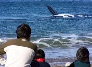 Avistaje de ballenas