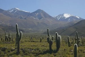 Salta - Parque Nacional los Cardones