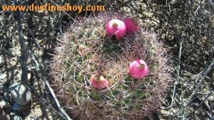 La Rioja - El Chiflón - Cactus "Asiento de suegra"